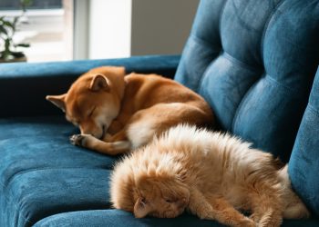 How to Remove Pet Hair From Furniture Easily