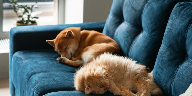 How to Remove Pet Hair From Furniture Easily