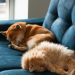 How to Remove Pet Hair From Furniture Easily