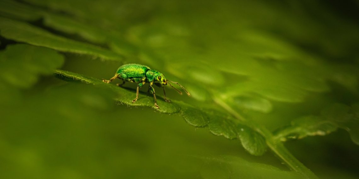 A green bug sitting on top of a green leaf