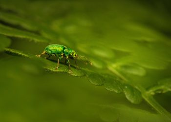 A green bug sitting on top of a green leaf