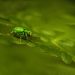 A green bug sitting on top of a green leaf