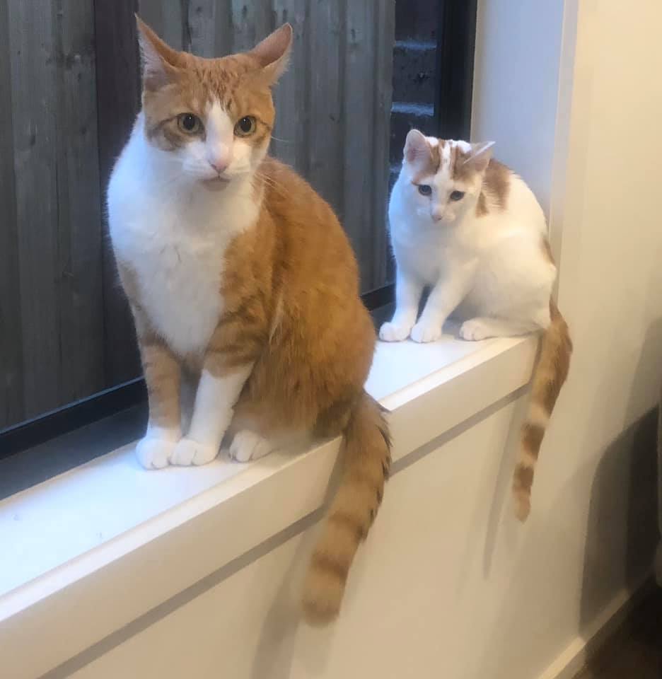 Ronald and Ed on windowsill