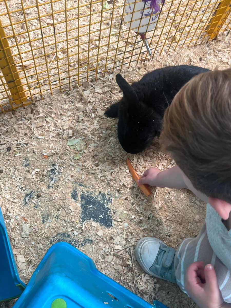 Swan Valley Cuddly Animal Farm rabbit being fed