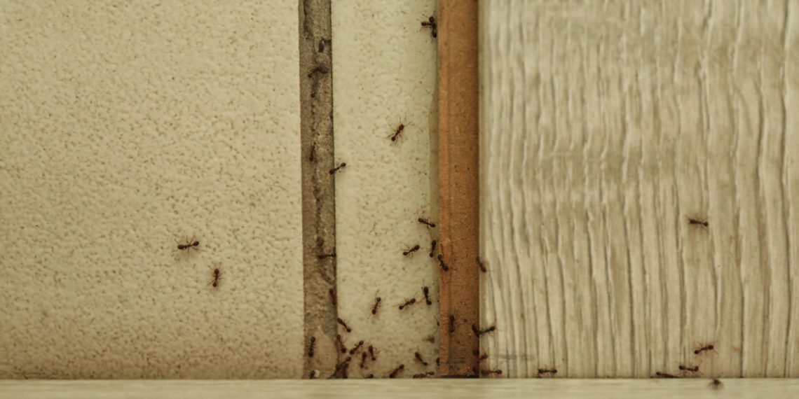 How to Get Rid of Ants in Your Home (and Keep Them Out)