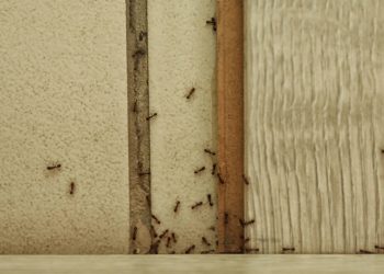 How to Get Rid of Ants in Your Home (and Keep Them Out)