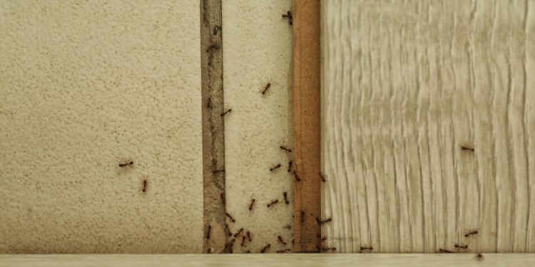 How to Get Rid of Ants in Your Home (and Keep Them Out)