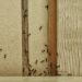 How to Get Rid of Ants in Your Home (and Keep Them Out)