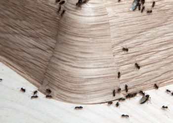 Ants in the house on the baseboards and wall angle