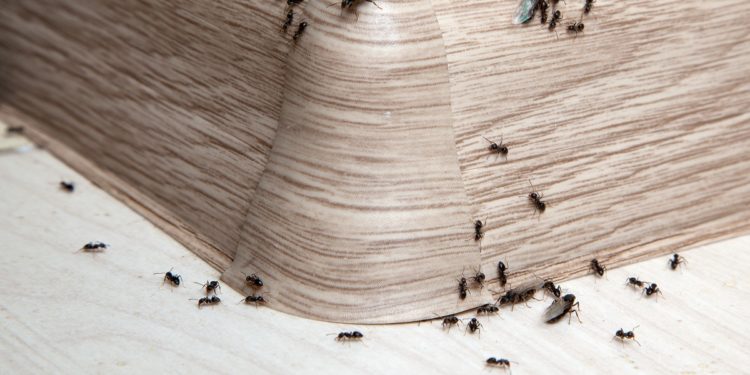 Ants in the house on the baseboards and wall angle
