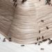 Ants in the house on the baseboards and wall angle