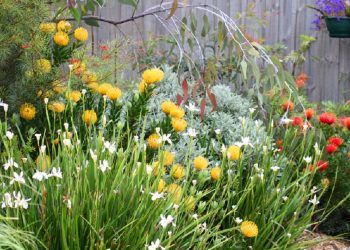 Beautiful,Australian,Garden,Full,Of,Native,Plants,And,Flowers