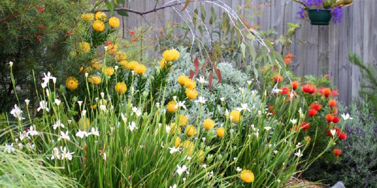 Beautiful,Australian,Garden,Full,Of,Native,Plants,And,Flowers