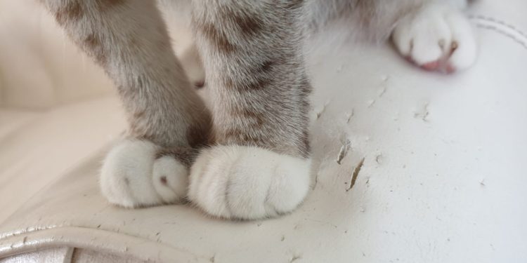 cat scratching couch