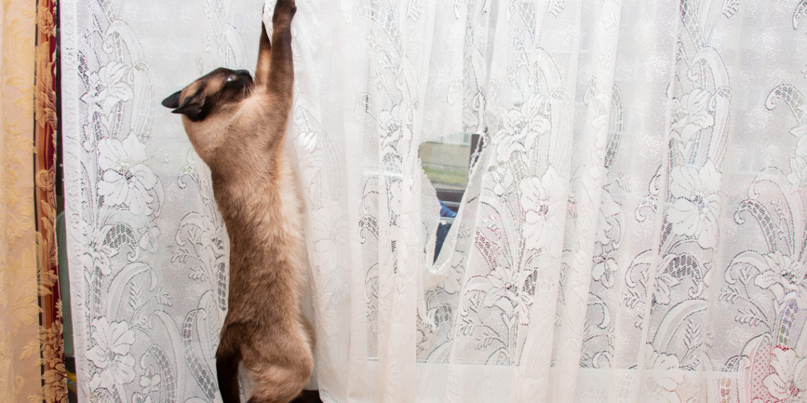 cat scratching sheer curtains