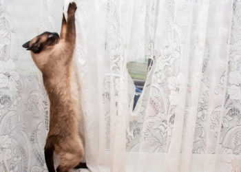 cat scratching sheer curtains