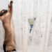 cat scratching sheer curtains