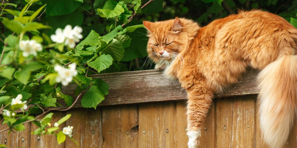 Rules for Cat Ownership in Werribee for 2026 and How to Adapt