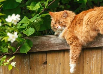 Rules for Cat Ownership in Werribee for 2026 and How to Adapt