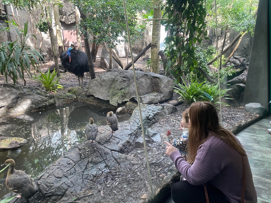 charlie looking at a cassowary