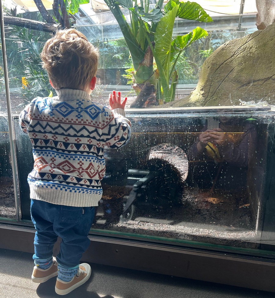charlie looking at an echidna
