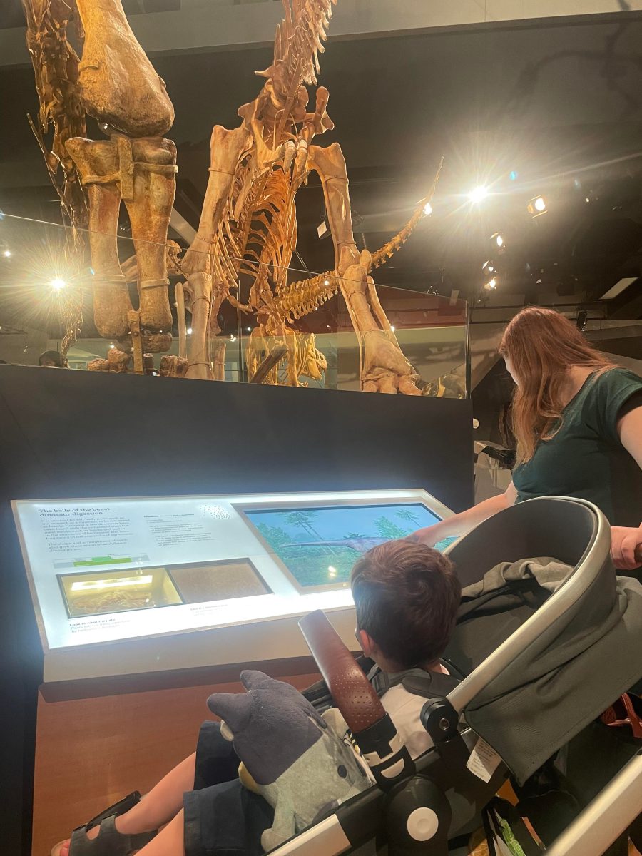 charlie looking at dinosaur skeletons melbourne museum