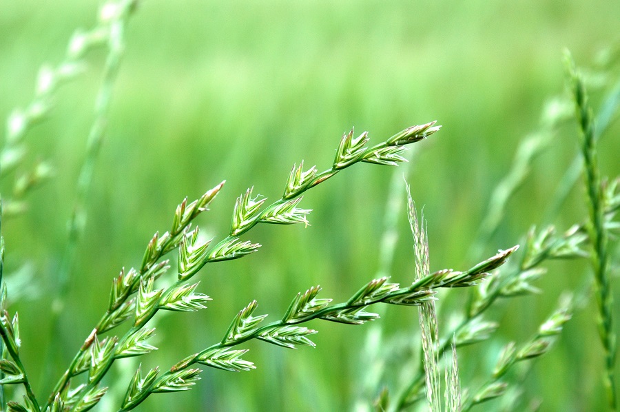 Close-up of blooming couch grass bents