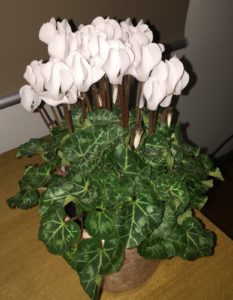 cyclamen indoor plant