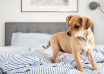 dog electric blanket safety