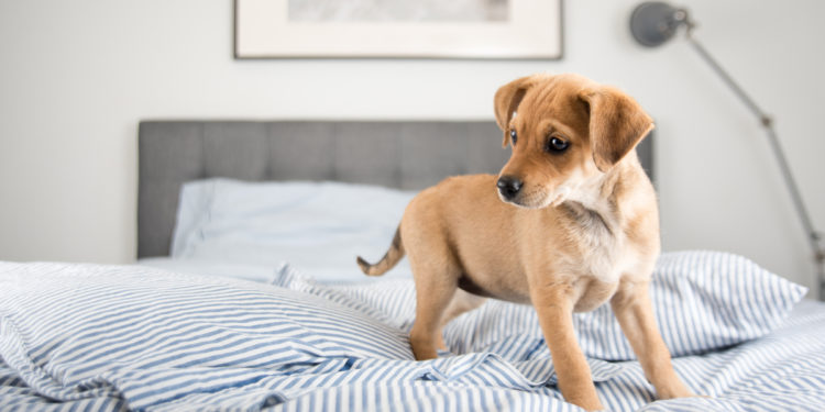 dog electric blanket safety