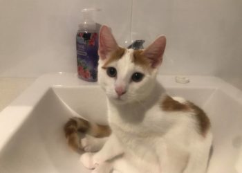 ed kitten in sink
