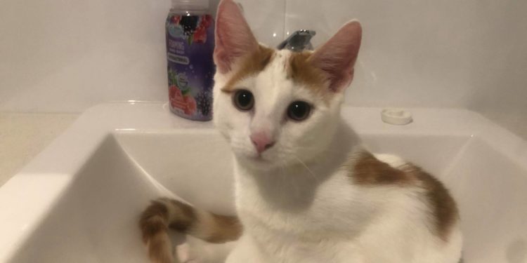 ed kitten in sink