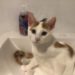 ed kitten in sink