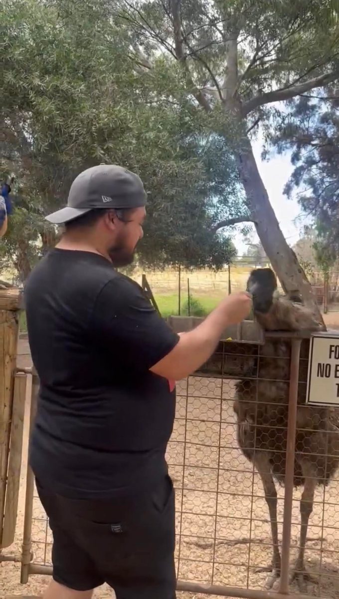 feeding emu in perth