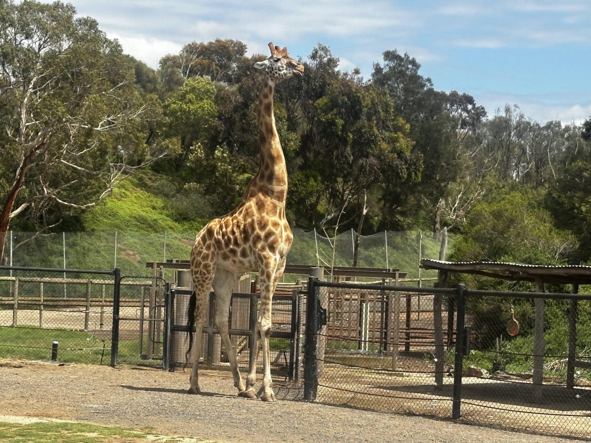 giraffe 6 metres werribee zoo