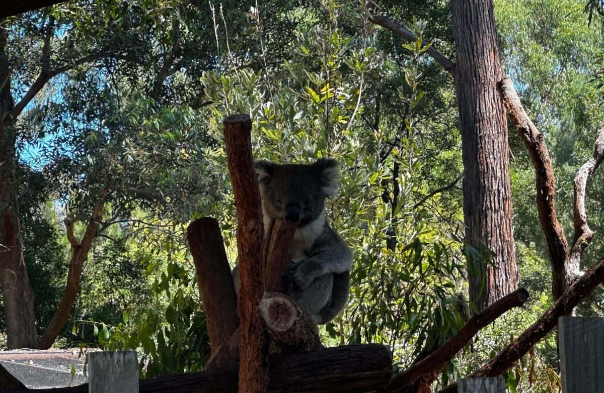 healesville sanctuary awake koala