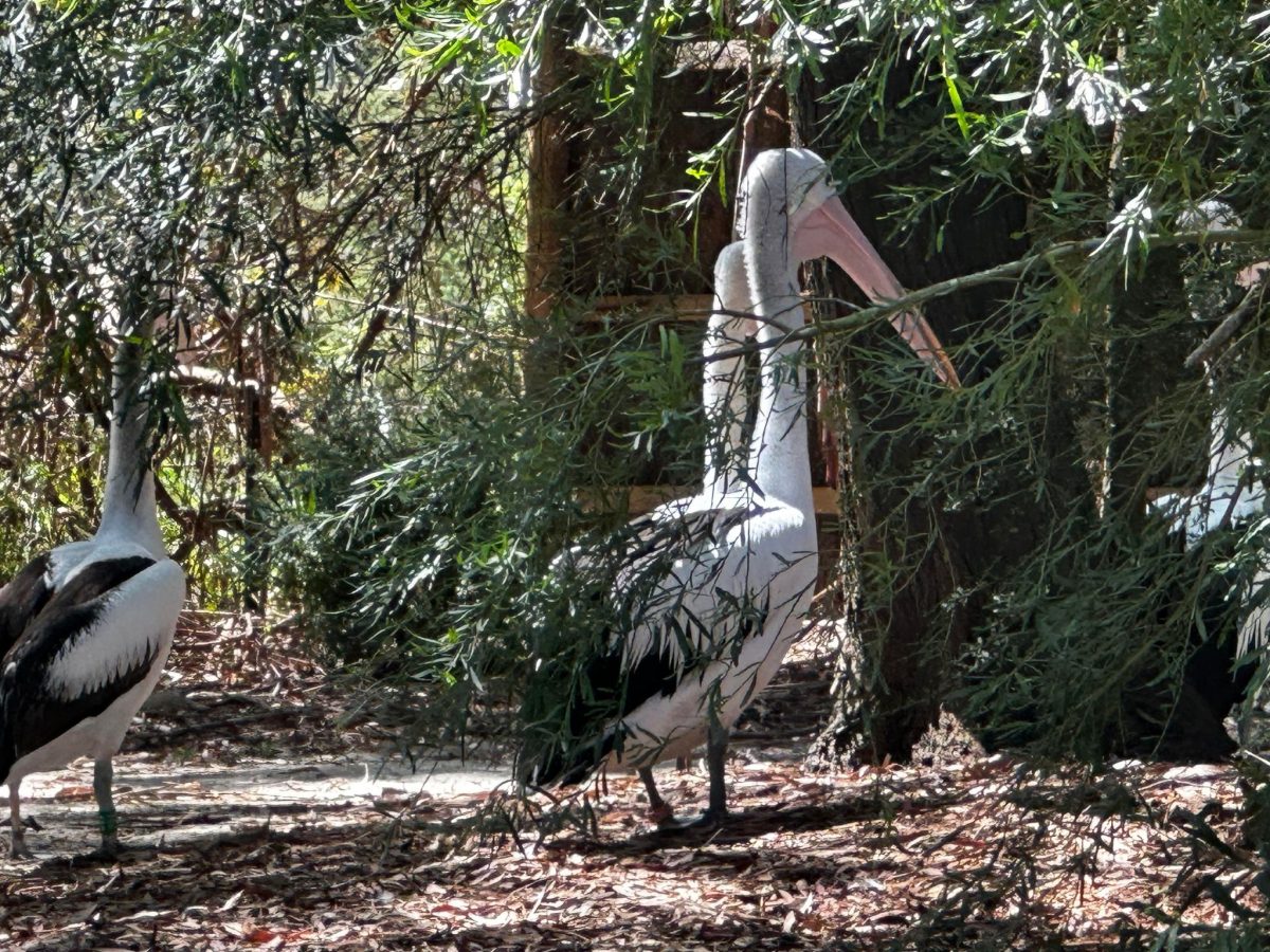 healesville sanctuary pelicans