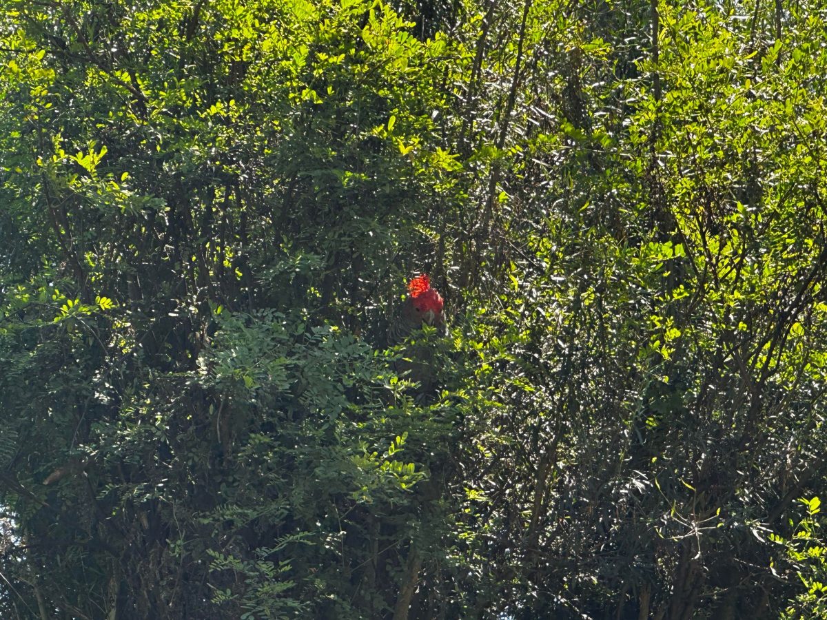 healesville sanctuary red bird