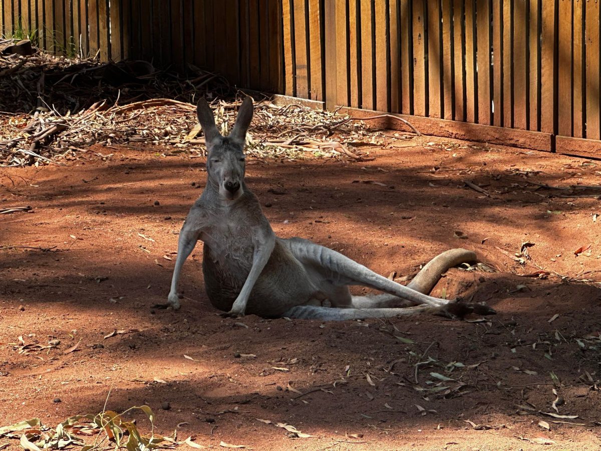 healesville sanctuary relaxing kangaroo