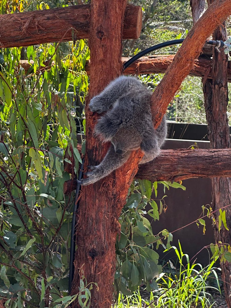 healesville sanctuary sleeping koala