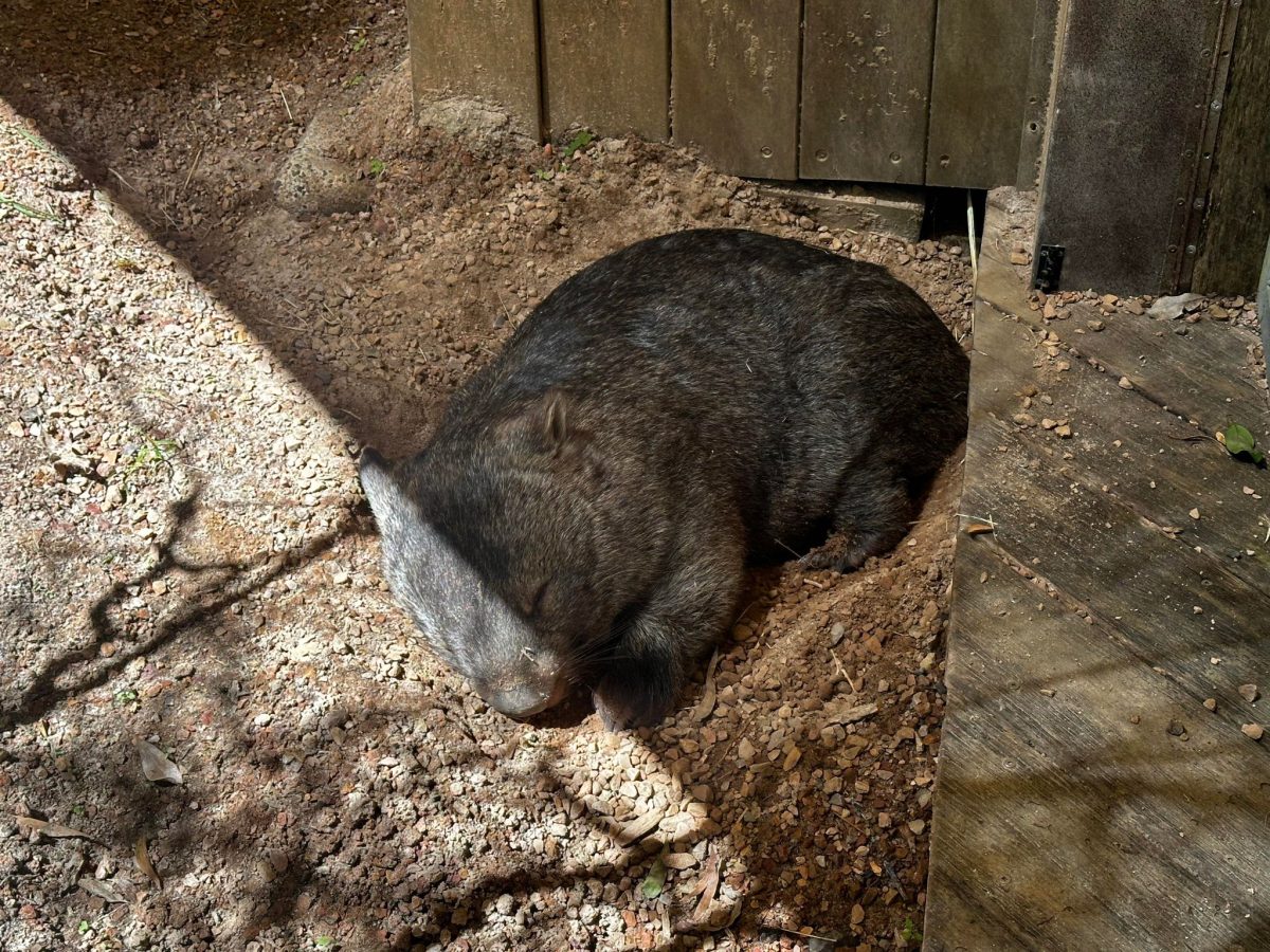 healesville sanctuary sleeping wombat