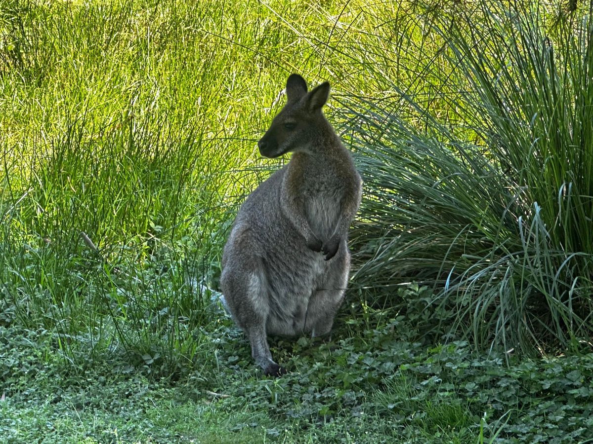 healesville sanctuary wallaby standing
