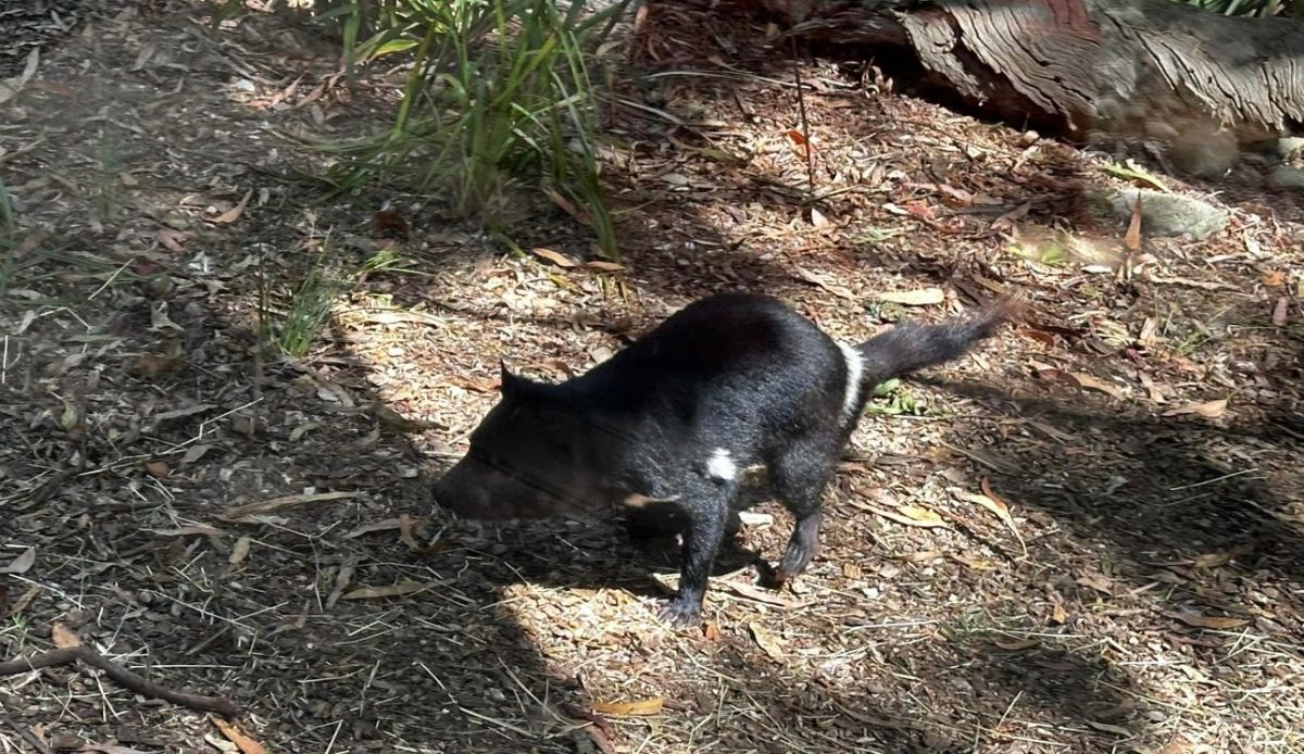 healesville tasmanian devil