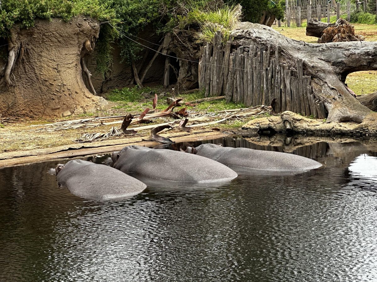 hippos resting werribee open range zoo