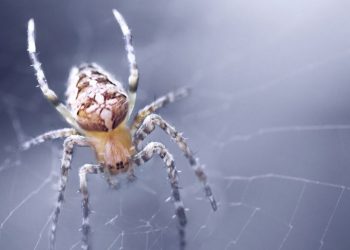 Spider Identification: What Spider Is in Your House?
