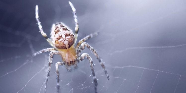 Spider Identification: What Spider Is in Your House?