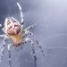 Spider Identification: What Spider Is in Your House?