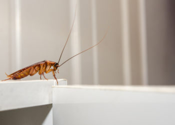 how to get rid of cockroaches in kitchen cupboards