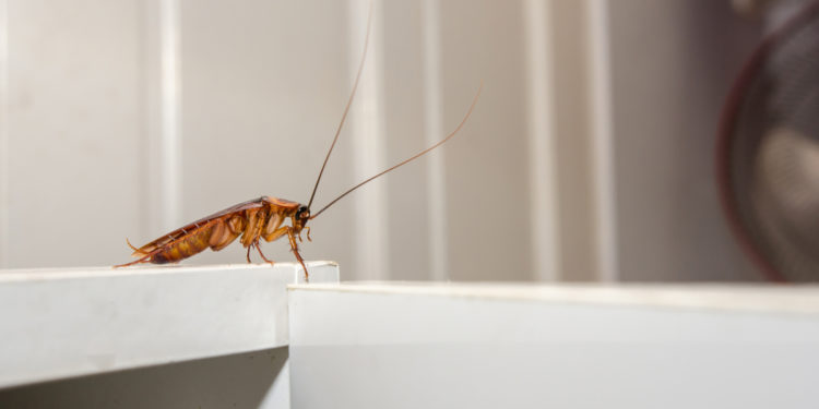 how to get rid of cockroaches in kitchen cupboards