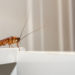how to get rid of cockroaches in kitchen cupboards